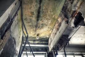 Best Emergency Mold Remediation in Winchester, MO